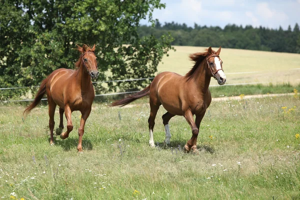 Dois cavalos de castanha a correr juntos — Fotografia de Stock