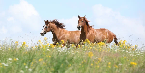 Two chestnut horses running together — Stock Photo, Image