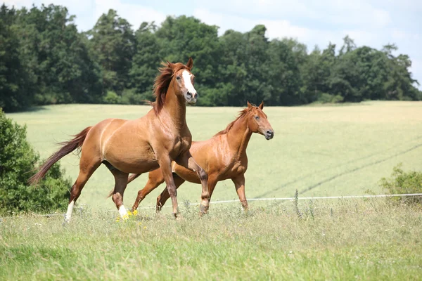 Dos caballos castaños corriendo juntos — Foto de Stock