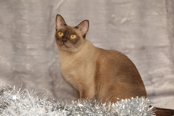 Amazing Burmese cat in front of Christmas decorations
