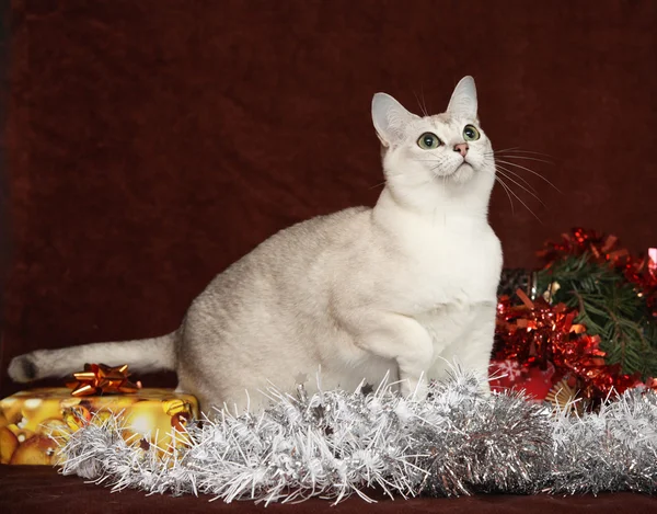 Nice Christmas Burmilla in front of gifts — Stock Photo, Image