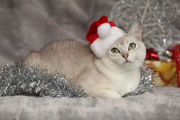 Bonita Navidad Burmilla delante de los regalos — Foto de Stock