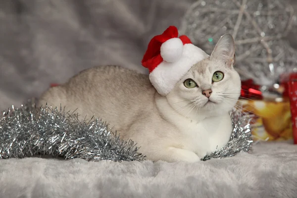 Nice Christmas Burmilla in front of gifts — Stock Photo, Image