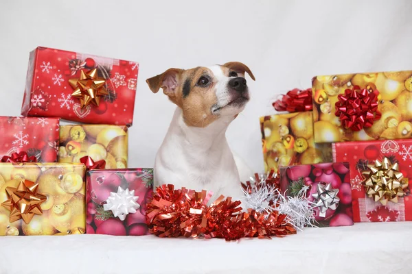 Noel jack russell terrier ile hediyeler — Stok fotoğraf