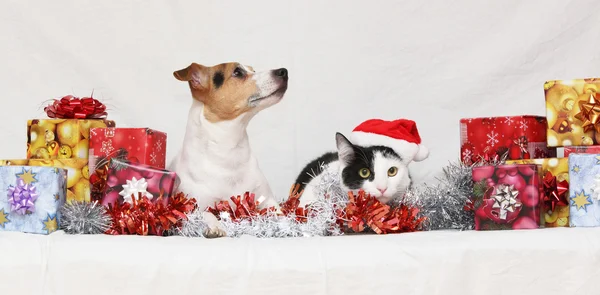 Рождественский Джек Рассел терьер с котом — стоковое фото