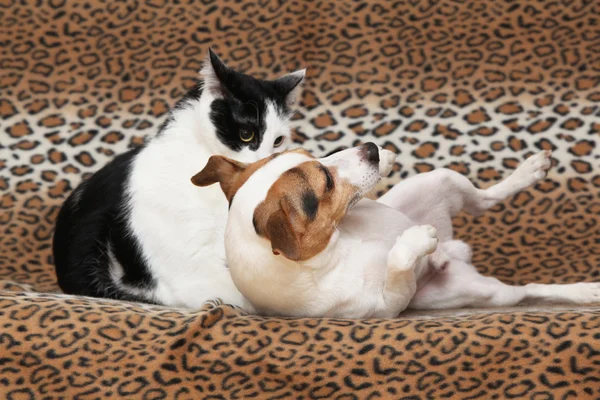 Bonito perro con gato juntos en manta — Foto de Stock