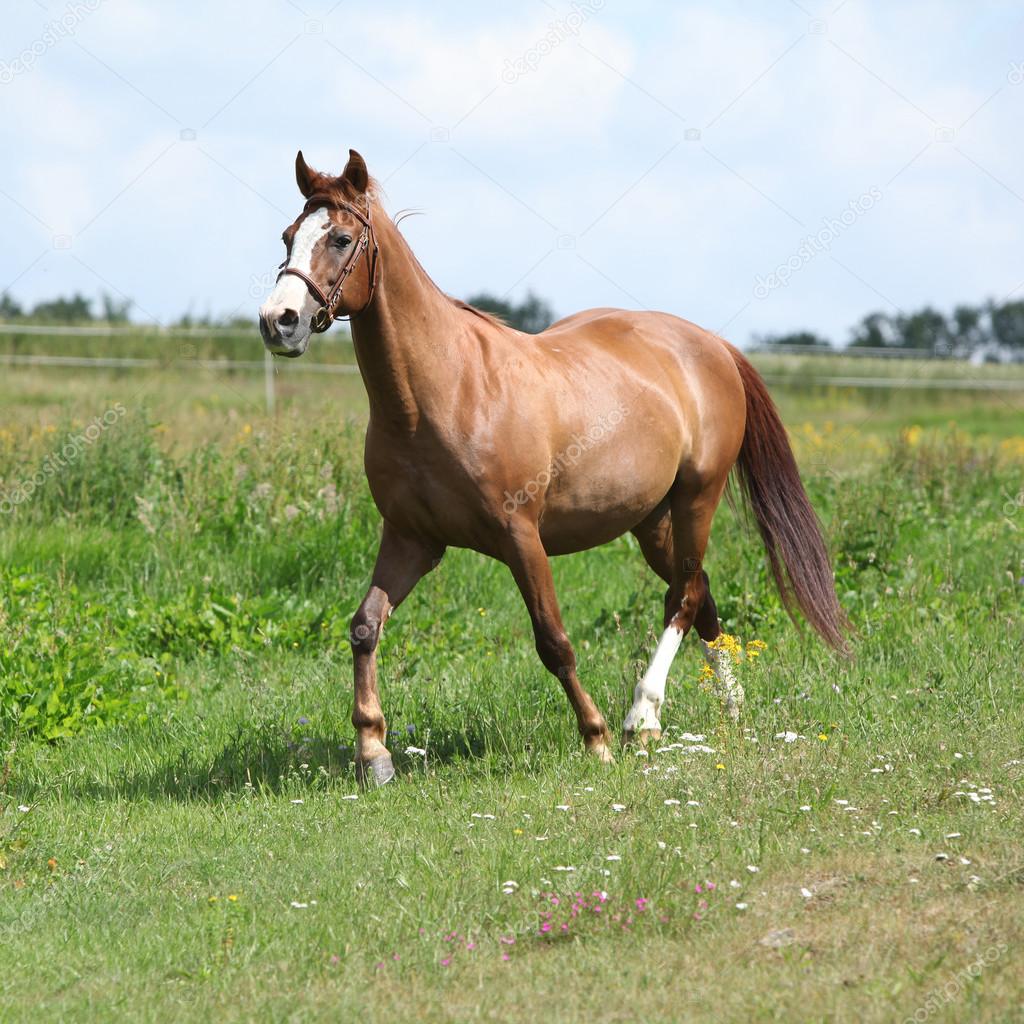 Nice chestnut horse running on meadow