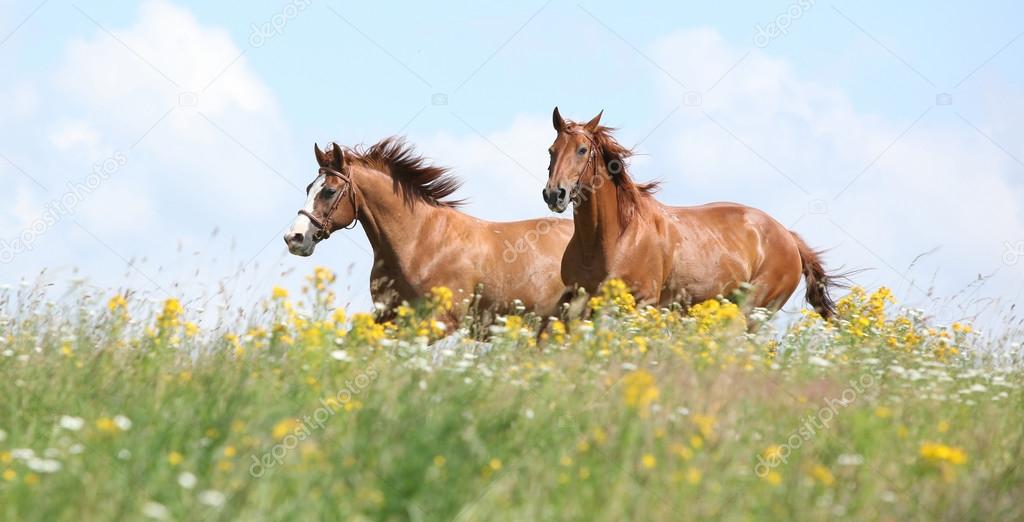 Two chestnut horses running together