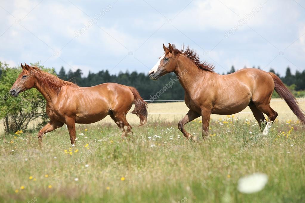 Two chestnut horses running together