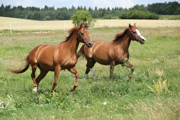 一緒に実行している 2 つの栗の馬 — ストック写真