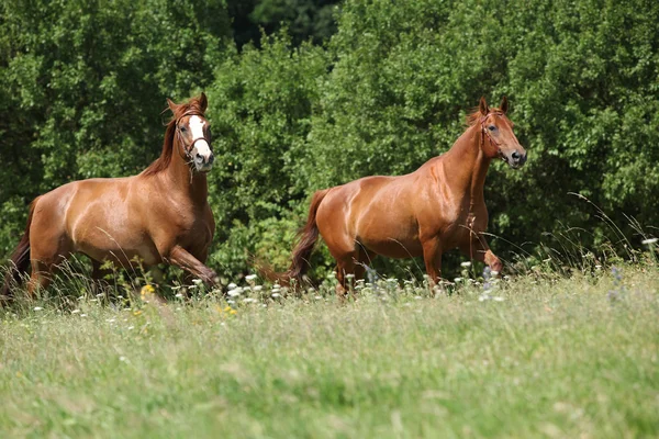 Два каштанових коні біжать разом — стокове фото