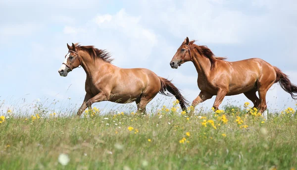 Due cavalli di castagno che corrono insieme — Foto Stock