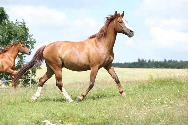 Dos caballos castaños corriendo juntos — Foto de Stock