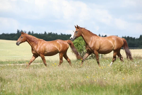 Deux chevaux de châtaignier courant ensemble — Photo