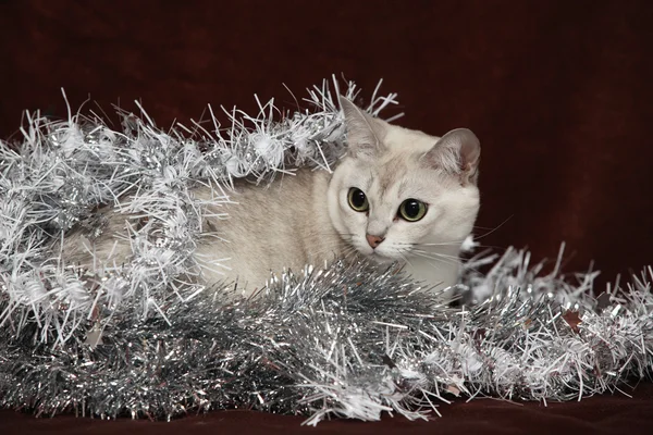 Schöne Weihnachtsburmilla vor Geschenken — Stockfoto