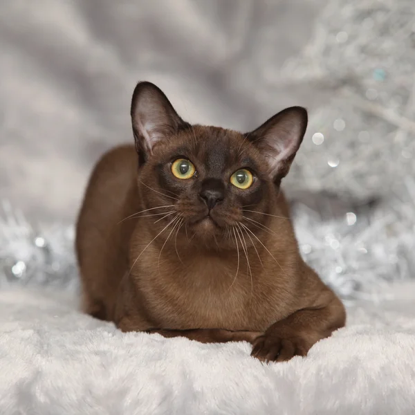 Increíble gato birmano frente a decoraciones navideñas — Foto de Stock