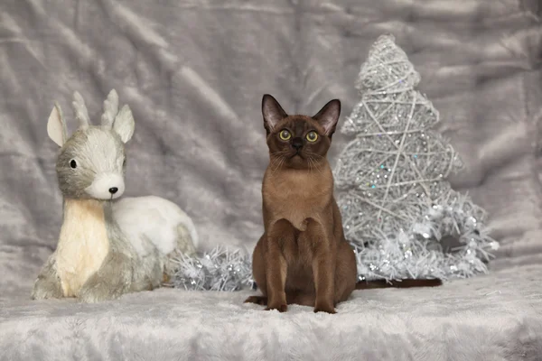 Erstaunliche burmesische Katze vor der Weihnachtsdekoration — Stockfoto