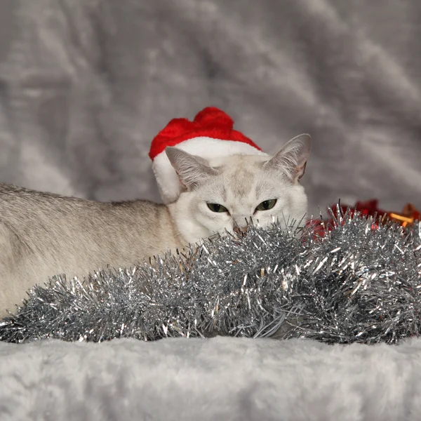 Nice Christmas Burmilla in front of gifts — Stock Photo, Image