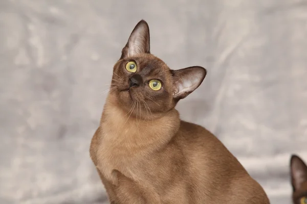 Schöne burmesische Katze vor silberner Decke — Stockfoto