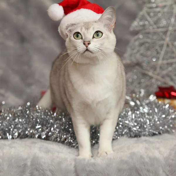 Nice Christmas Burmilla in front of gifts — Stock Photo, Image