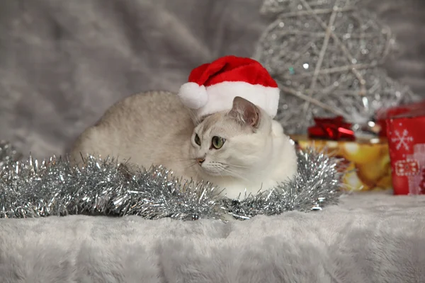 Nice Christmas Burmilla in front of gifts — Stock Photo, Image