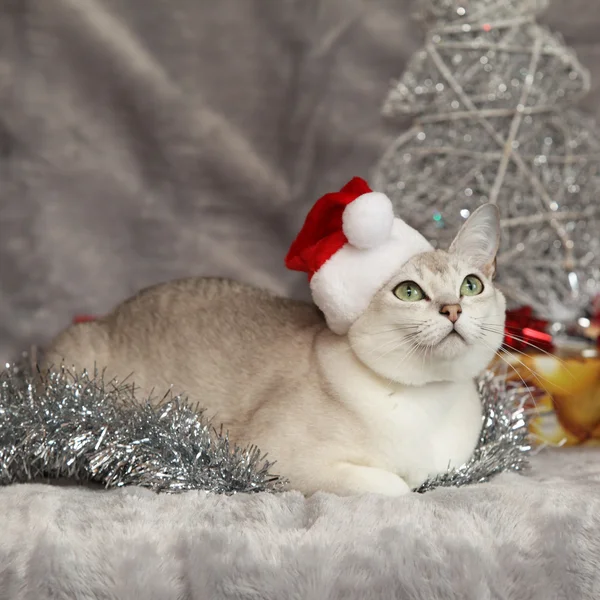 Jolie Burmilla de Noël devant les cadeaux — Photo