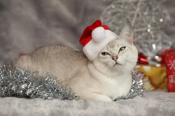 Nice Christmas Burmilla in front of gifts — Stock Photo, Image