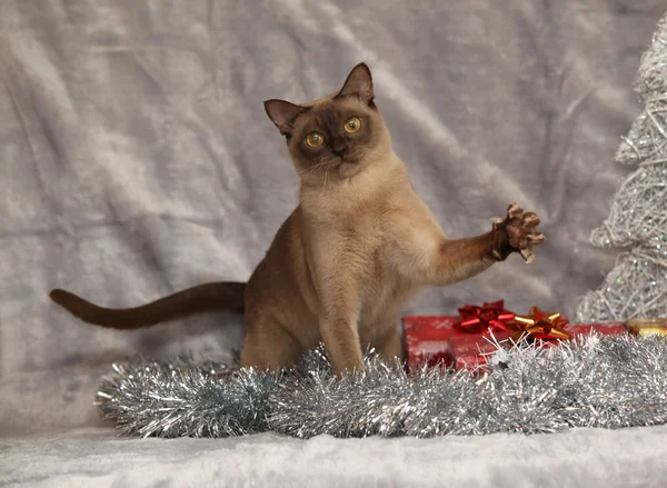 Amazing Burmese cat in front of Christmas decorations — Stock Photo, Image