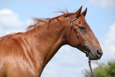 Çayır üzerinde güzel Budyonni at duran