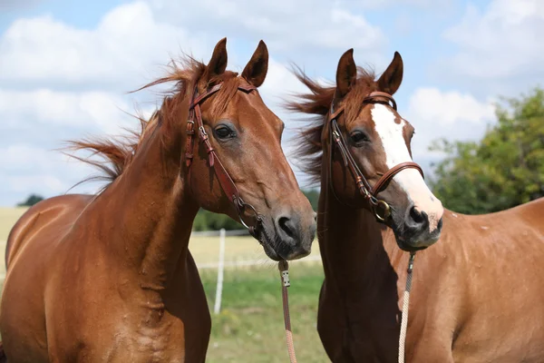 Dwa konie kasztan stojąc razem — Zdjęcie stockowe