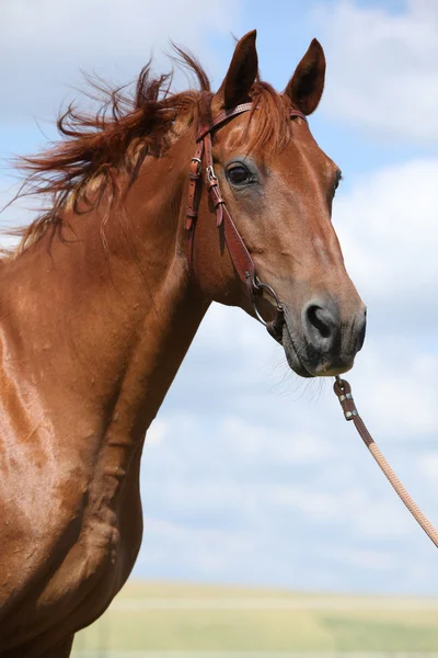 Nice Budyonny horse standing on meadow — Stock Photo, Image