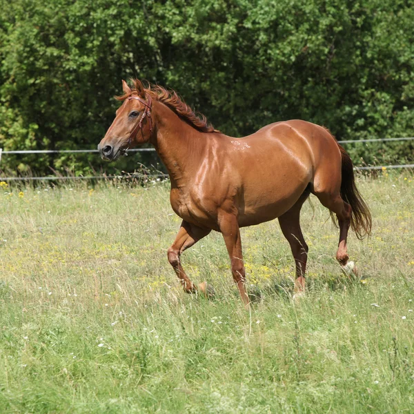 Amazing Budyonny horse running on meadow — Stock Photo, Image