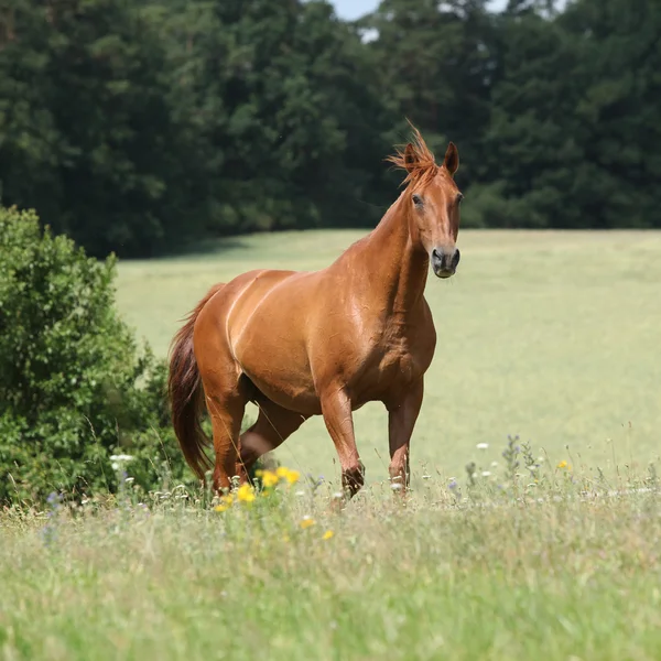 Incrível Budyonny cavalo correndo no prado — Fotografia de Stock