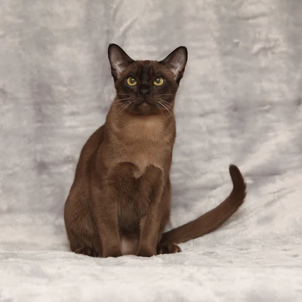 Bellissimo gatto birmano davanti alla coperta d'argento — Foto Stock