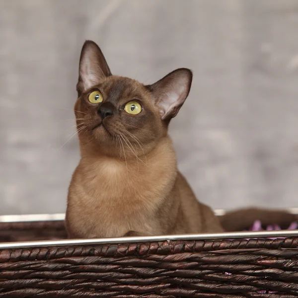 Piękny kot Birmański przed srebrny koc — Zdjęcie stockowe