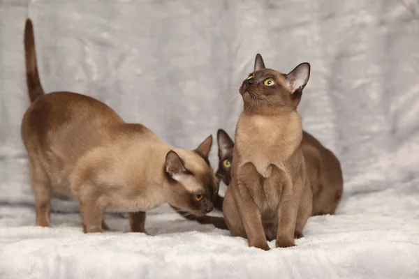 Vackra burmesiska katter framför silver filt — Stockfoto