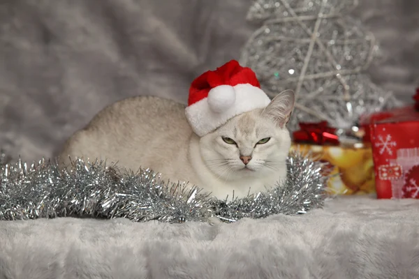 Nice Christmas Burmilla in front of gifts — Stock Photo, Image