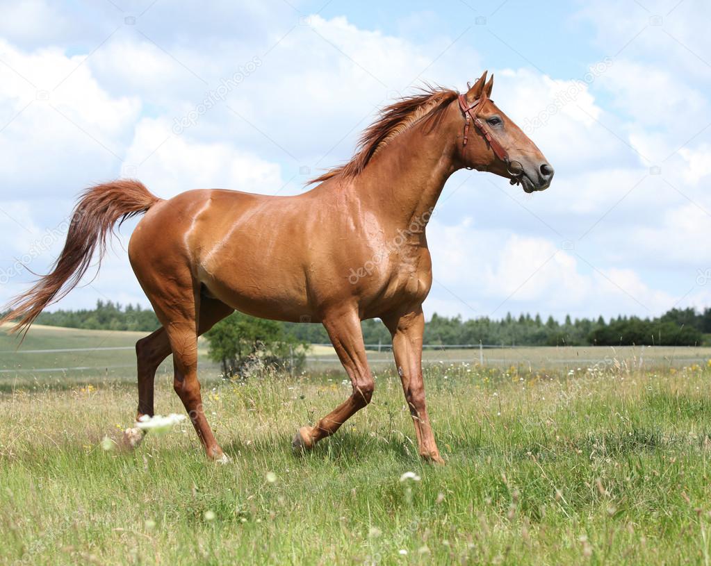 Amazing Budyonny horse running on meadow