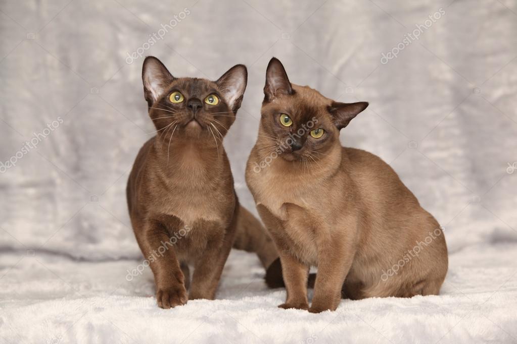 Beautiful Burmese cats in front of silver blanket — Stock Photo