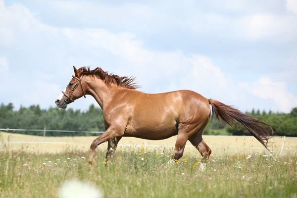 Fantastiska kastanj häst körs på ängen — Stockfoto