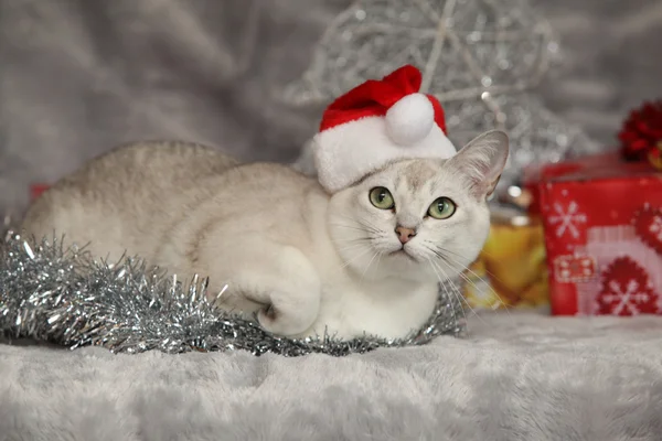 Schöne Weihnachtsburmilla vor Geschenken — Stockfoto