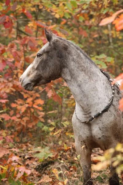 秋の森で素敵なアパルーサ馬 — ストック写真