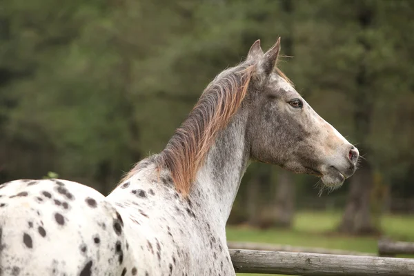 Retrato de bela égua appaloosa — Fotografia de Stock