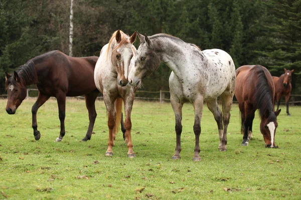 Två appaloosas tillsammans med andra hästar i bakgrunden — Stockfoto