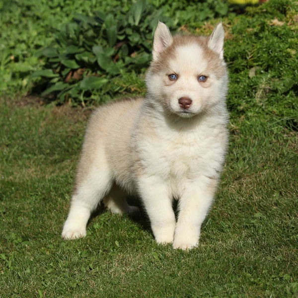 Mooie Siberische husky staande in de tuin — Stockfoto