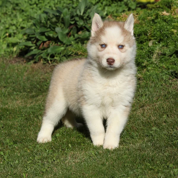 Piękne siberian husky stojącej w ogrodzie — Zdjęcie stockowe