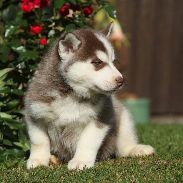 Mooie puppy van Siberische husky in de tuin — Stockfoto
