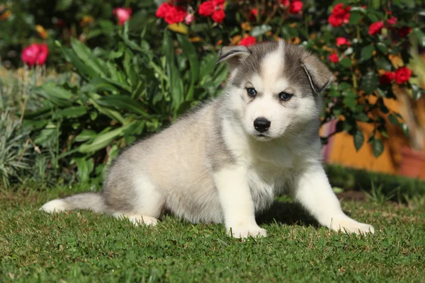 Amazing puppy of siberian husky sitting in the garden — Stock Photo, Image