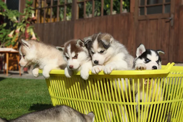 Groupe de chiots — Photo