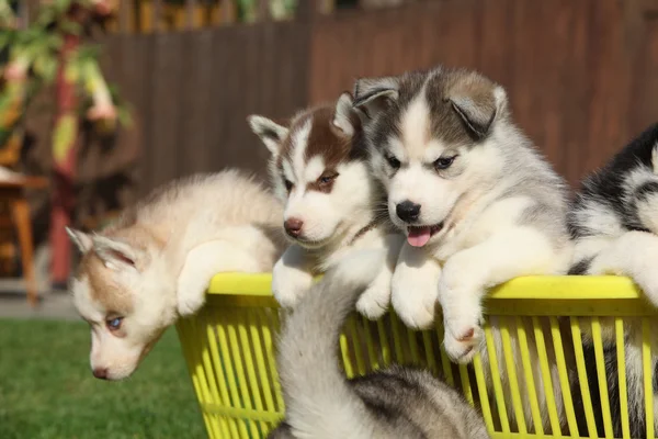 Group of puppies — Stock Photo, Image